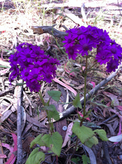 Pericallis × hybrida