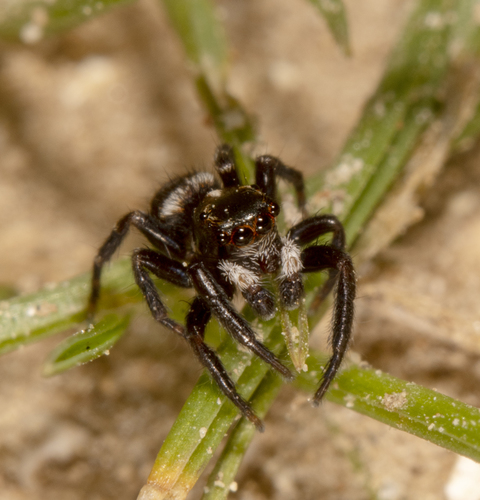 Black-palped Jumping Spider