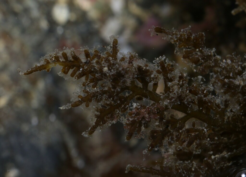 Chondria macrocarpa