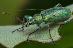 Phyllobius arborator