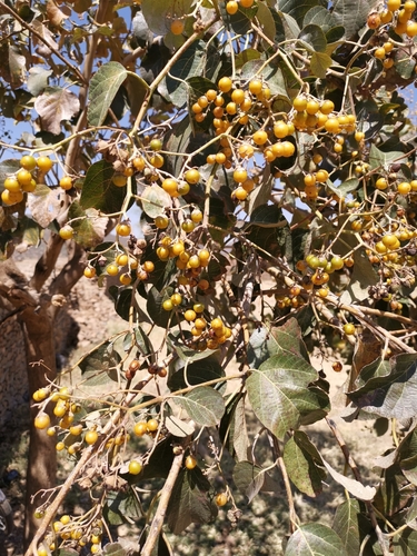 East African Cordia