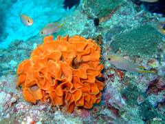 Pentapora