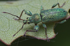 Phyllobius arborator