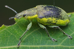 Chlorophanus viridis