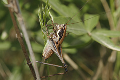 Eupholidoptera smyrnensis