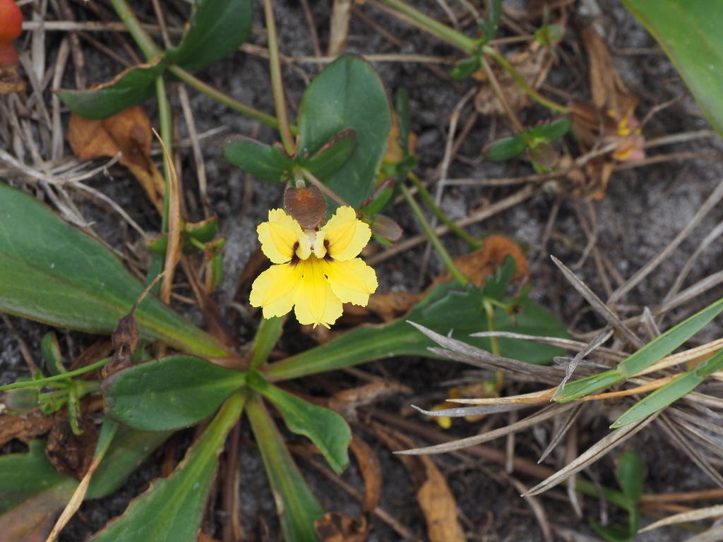 wild pansies