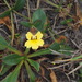 Goodenia mystrophylla - Photo (c) Nathanael Green, osa oikeuksista pidätetään (CC BY-NC), lähettänyt Nathanael Green