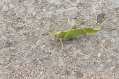 Acrometopa servillea