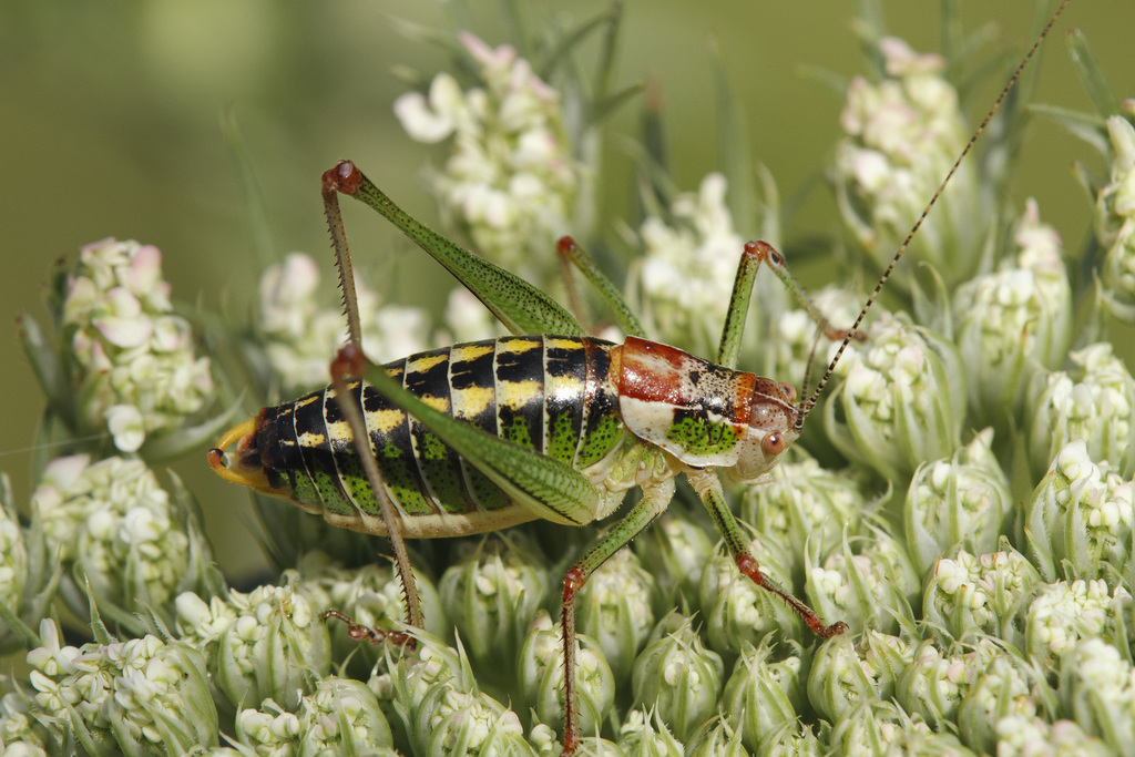Mytilene Bright Bush-Cricket