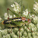 Mytilene Bright Bush-Cricket - Photo (c) jkt, some rights reserved (CC BY-NC), uploaded by jkt