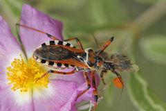 Rhynocoris punctiventris