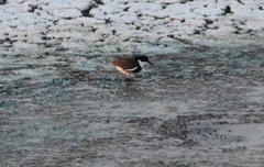 Erythrogonys cinctus