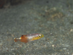 Jordan's Tuskfish photo 3