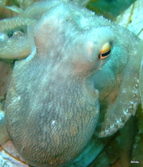 Amphioctopus marginatus