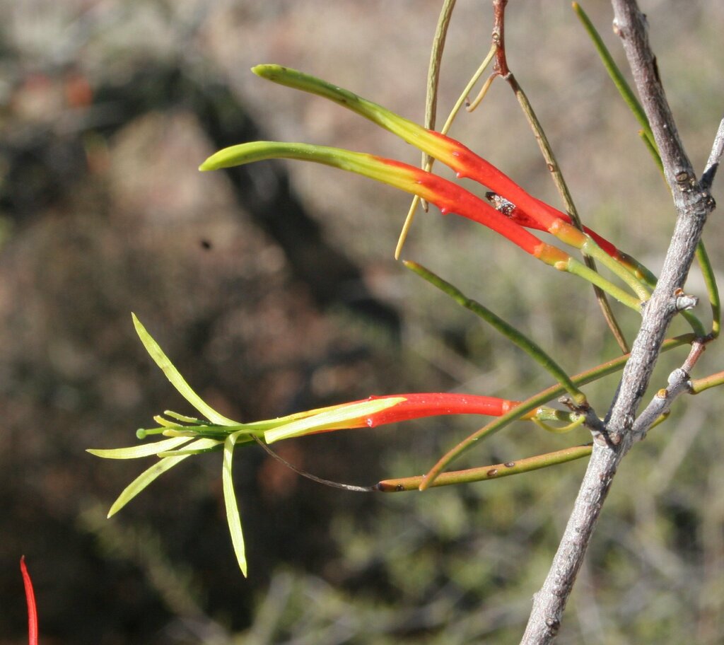 Casuarina Mistletoe