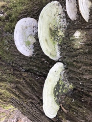 Trametes gibbosa