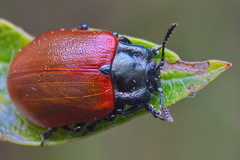 Chrysomela tremulae