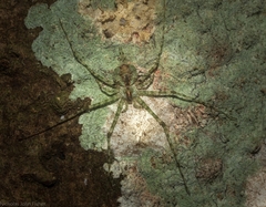 Tamopsis tweedensis