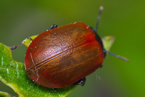 Drebulinis gluosninukas nuotrauka