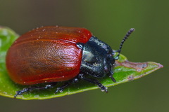 Chrysomela tremulae