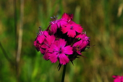 Dianthus capitatus