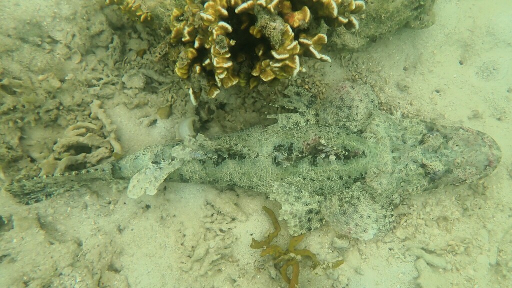 Crocodile fish