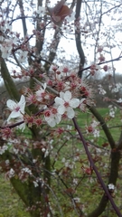 Prunus cerasifera pissardii