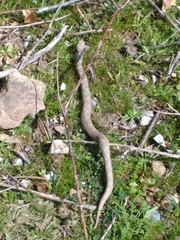 Montivipera xanthina