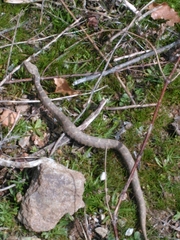 Montivipera xanthina