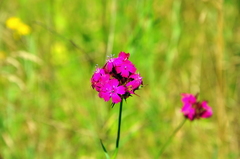 Dianthus capitatus