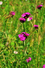 Dianthus capitatus