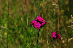 Dianthus capitatus