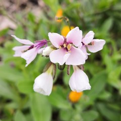 Diplotaxis erucoides