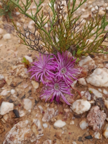 Diplosoma retroversum