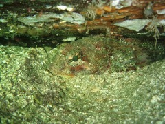 Hemilepidotus hemilepidotus