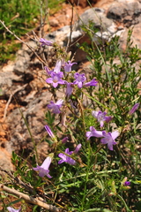 Campanula sibirica taurica