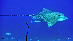 Aetomylaeus vespertilio