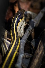 Thamnophis butleri