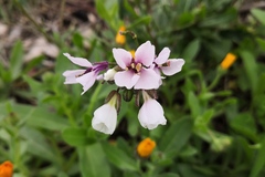 Diplotaxis erucoides