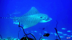 Aetomylaeus vespertilio