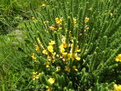 Aspalathus chortophila