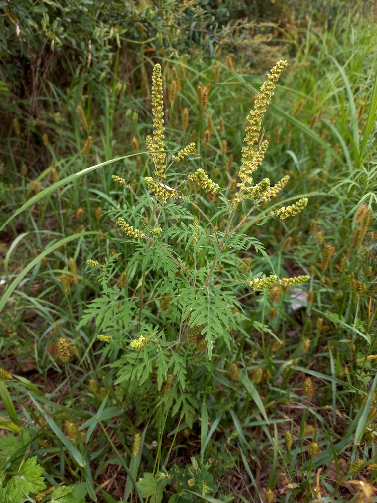 common ragweed from им. Лазо р-н, Хабаровский край, Россия on September ...