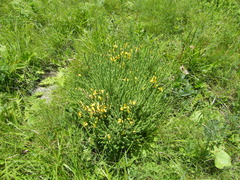 Aspalathus chortophila