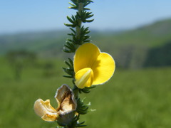 Aspalathus chortophila