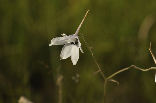 Delphinium leroyi