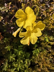 Oxalis pes-caprae