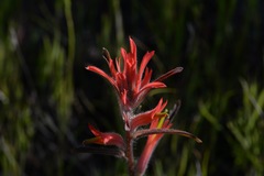 Castilleja subinclusa