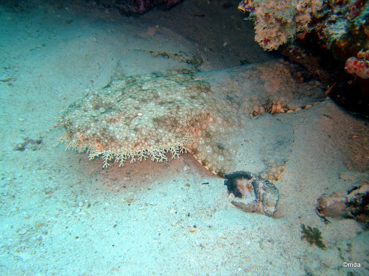 Eucrossorhinus dasypogon 