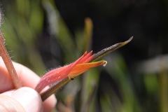 Castilleja subinclusa