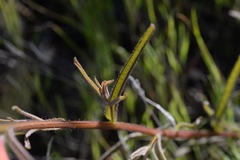 Castilleja subinclusa